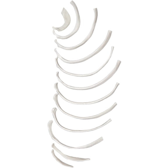Disarticulated Rib Bones - Half Set, 12 Bones - Anatomically Accurate Human Rib Bone Model Replica - Labeled at Ends - Halloween Decorations - Eisco Labs
