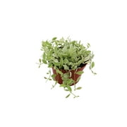 Dischidia Cascading Variegated - 6" from California Tropicals
