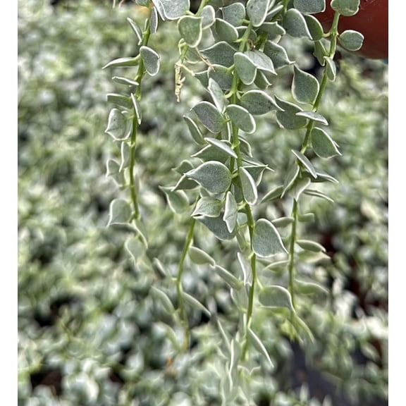 Dischidia Million Hearts Variegated Dischidia Plant Trailing Succulent Live Plant in 3" Pot