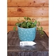 thumbnail image 1 of Dischidia Oiantha, 4" Plant, The Plant Farm, 1 of 2
