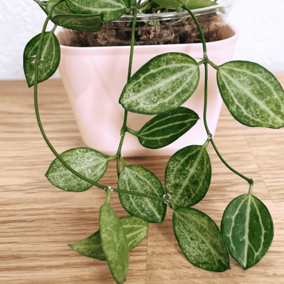 Dischidia Ovata Watermelon, String Plant in 3" pot