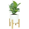 thumbnail image 1 of Disco-Little Fiddle Leaf Ficus Lyrata Plant, in 6-inch Décor Pot, 1 of 10