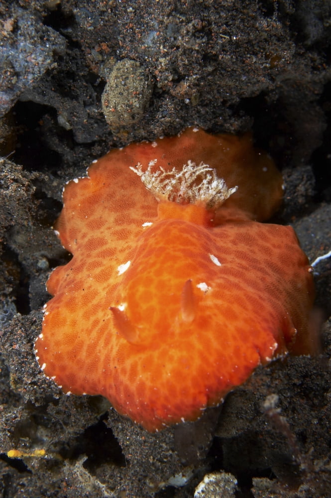 Discodoris sp nudibranch Bali Indonesia Canvas Art - Mathieu MeurStocktrek Images (23 x 35)