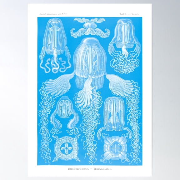 Discomedusae By Ernest Haeckel Poster Wall Art, Modern Wall Decor For Living Room Bedroom, 24x36 UNFRAMED