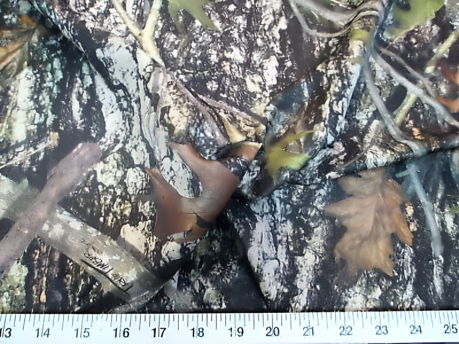 True Timber New Conceal Camo Sewing Material Print, Cotton Blend Fabric ...
