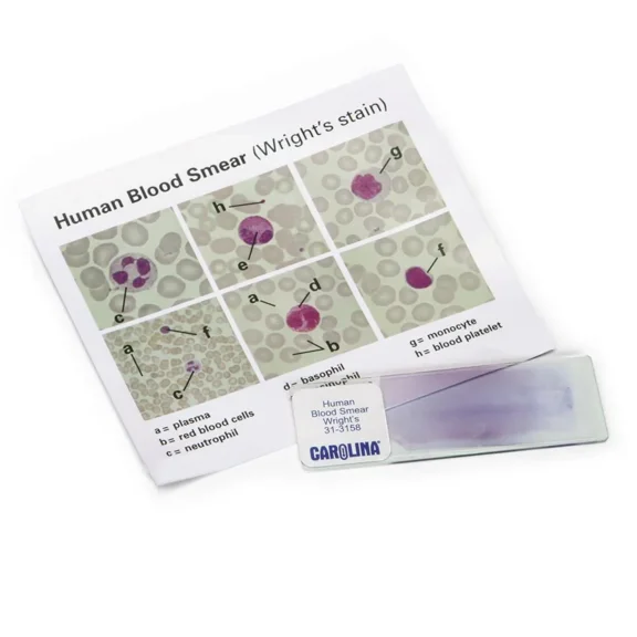 Discovering Human Blood Self-Study Unit, Microscope Slide Set, Wright-Stained Blood Samples