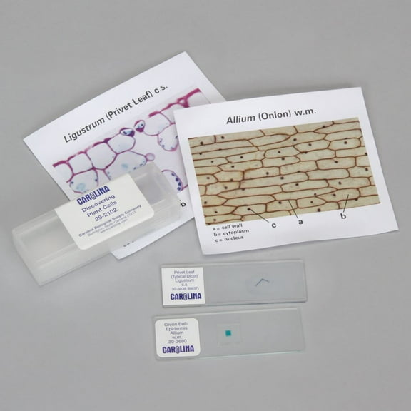 Discovering Plant Cells Self-Study Unit, Microscope Slide Set