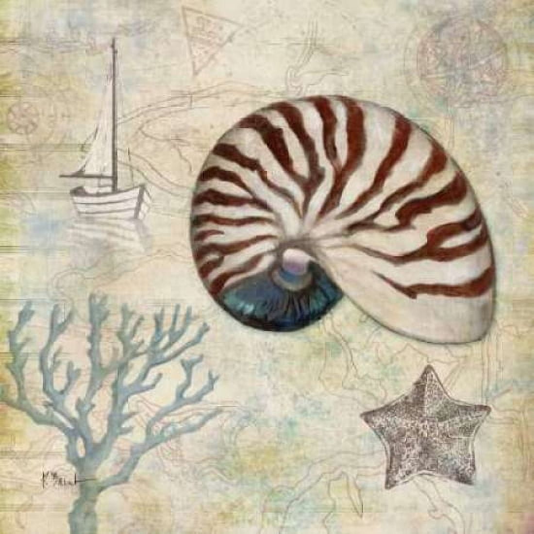 Discovery Shell I Canvas Art - Paul Brent (24 x 24)