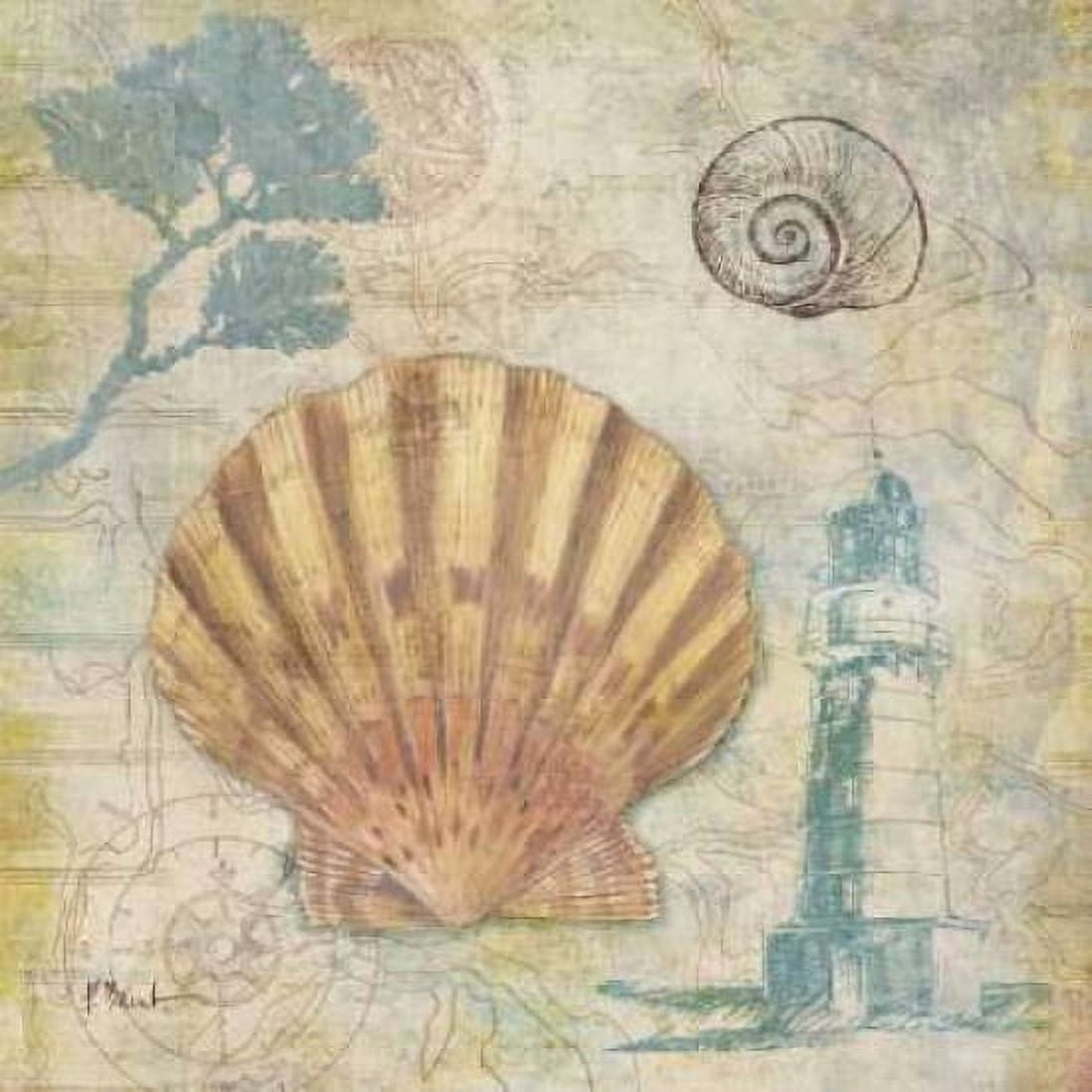Discovery Shell II Canvas Art - Paul Brent (24 x 24)