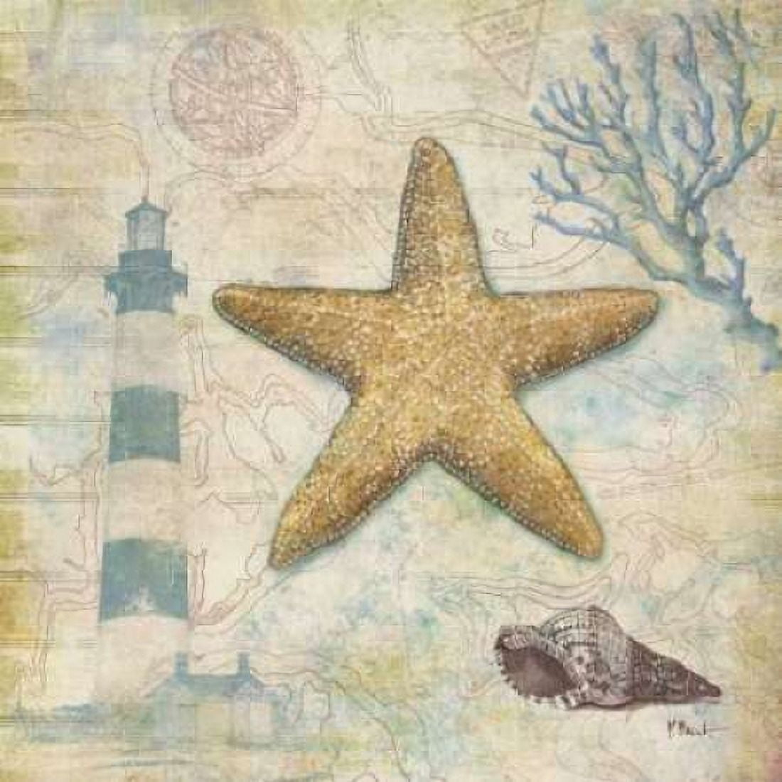 Discovery Shell III Canvas Art - Paul Brent (24 x 24)