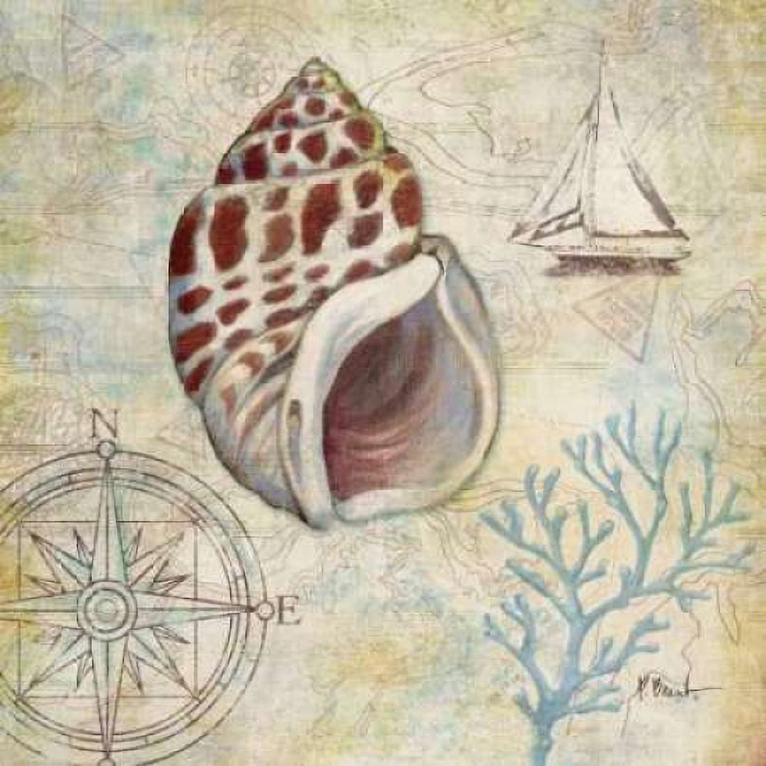 Discovery Shell IV Canvas Art - Paul Brent (24 x 24)