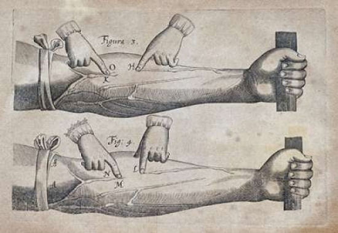 Discovery of The Circulation of Blood Canvas Art - William Harvey (20 x 28)