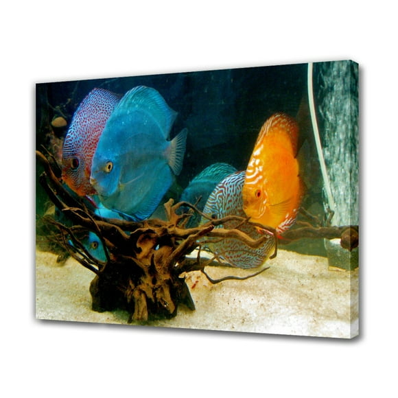 Discus Fish Fish Aquarium Fish Tank Canvas Poster Bedroom Decor Sports Landscape Office Room Decor Gift,Frame-style,08x12inch(20x30cm)