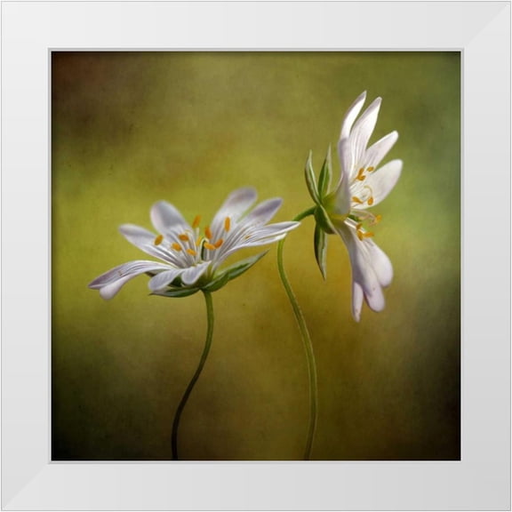 Disher, Mandy 12x12 White Modern Wood Framed Museum Art Print Titled - Echo