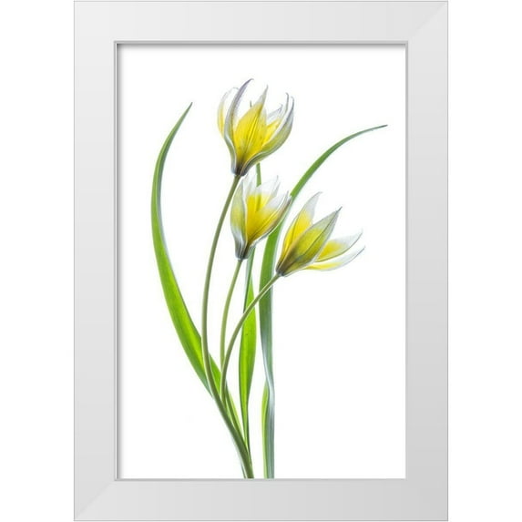 Disher, Mandy 13x18 White Modern Wood Framed Museum Art Print Titled - ~~Tulipa~~