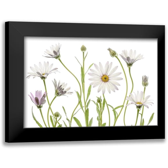 Disher, Mandy 14x11 Black Modern Framed Museum Art Print Titled - Cape Daisies