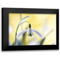 thumbnail image 1 of Disher, Mandy 14x11 Black Modern Framed Museum Art Print Titled - Snowdrops, 1 of 5