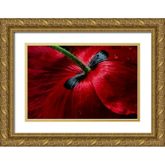 Disher, Mandy 14x11 Gold Ornate Wood Framed with Double Matting Museum Art Print Titled - Papaver Passion