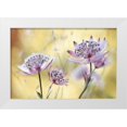 thumbnail image 1 of Disher, Mandy 14x11 White Modern Wood Framed Museum Art Print Titled - Astrantia Major, 1 of 4