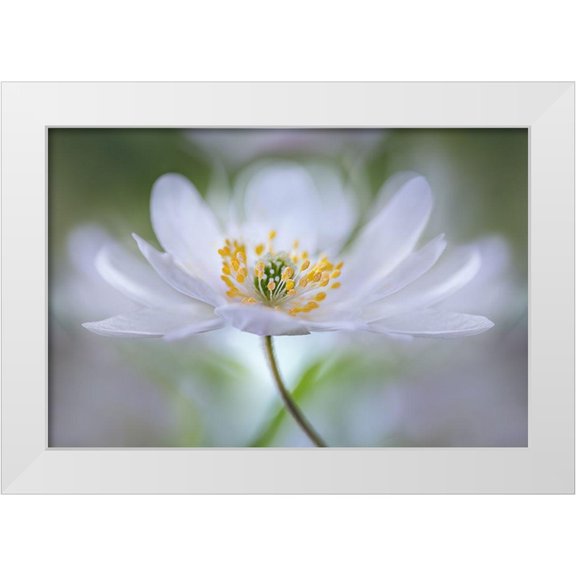 Disher, Mandy 14x11 White Modern Wood Framed Museum Art Print Titled - Nemorosa Nirvana