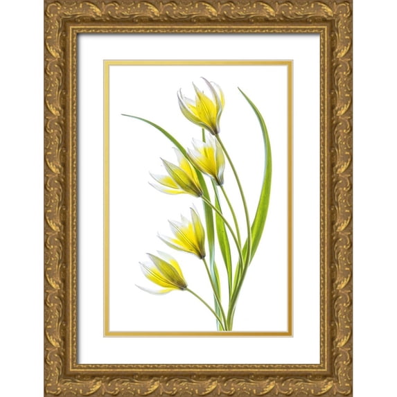 Disher, Mandy 17x24 Gold Ornate Wood Framed with Double Matting Museum Art Print Titled - Tulipa