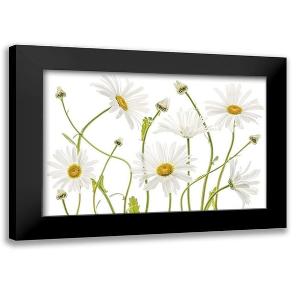 Disher, Mandy 18x13 Black Modern Framed Museum Art Print Titled - High Kew Daisies