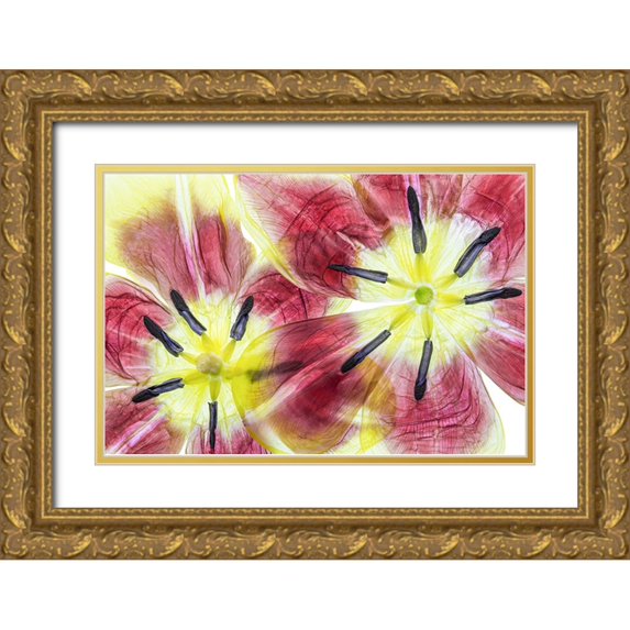 Disher, Mandy 18x13 Gold Ornate Wood Framed with Double Matting Museum Art Print Titled - Tulips