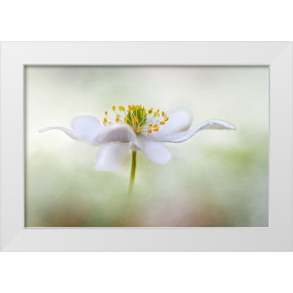 Disher, Mandy 18x13 White Modern Wood Framed Museum Art Print Titled - Nemorosa*