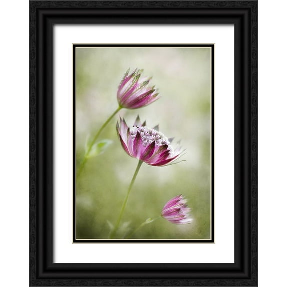 Disher, Mandy 18x24 Black Ornate Wood Framed with Double Matting Museum Art Print Titled - Astrantia