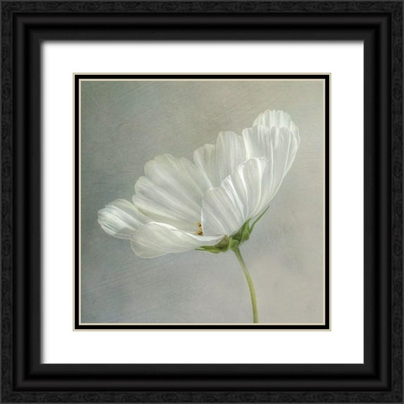 Disher, Mandy 20x20 Black Ornate Wood Framed with Double Matting Museum Art Print Titled - Daisy Detail