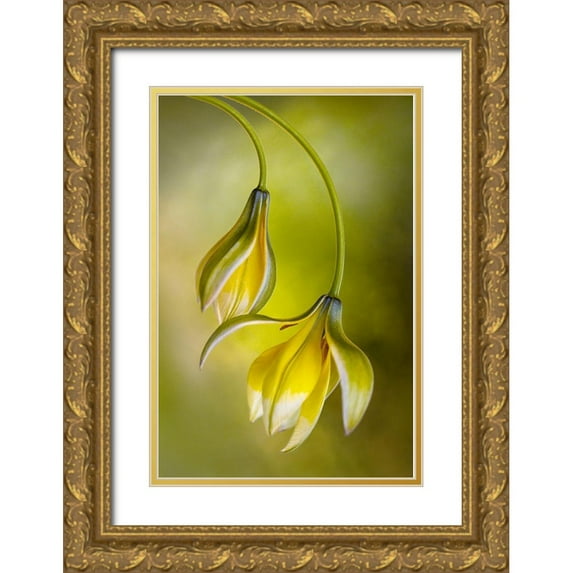 Disher, Mandy 23x32 Gold Ornate Wood Framed with Double Matting Museum Art Print Titled - Tulipa