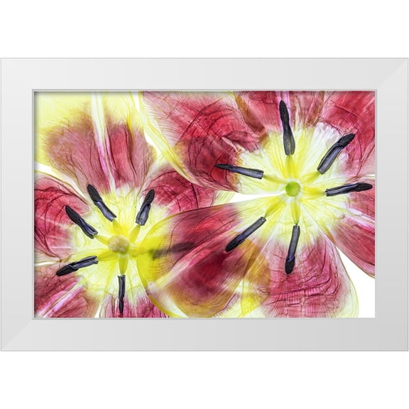Disher, Mandy 24x17 White Modern Wood Framed Museum Art Print Titled - Tulips