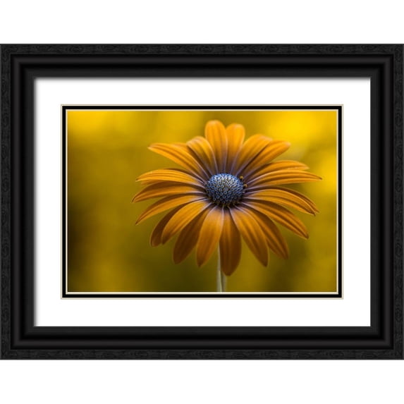 Disher, Mandy 32x23 Black Ornate Wood Framed with Double Matting Museum Art Print Titled - Sunshine Daisy