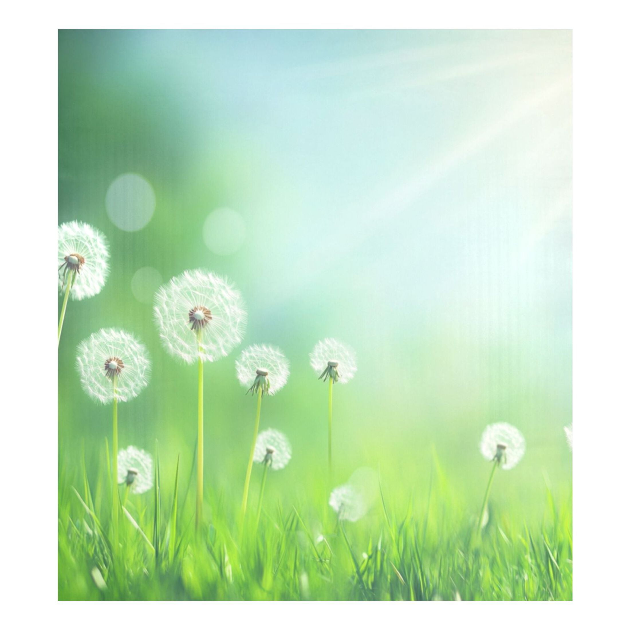 Dishwasher Magnetic Sticker 23x26 Inch Refrigerator Magnetic Sticker Washing Machine Magnetic Sticker Kitchen Panel Magnetic Sticker Home Decor Beautiful White Dandelions