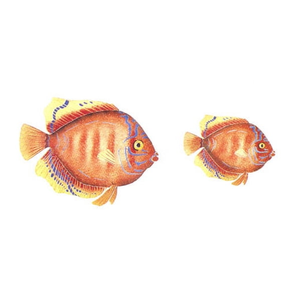 Diskus Fish Wall Stencil - DEE413 by DeeSigns