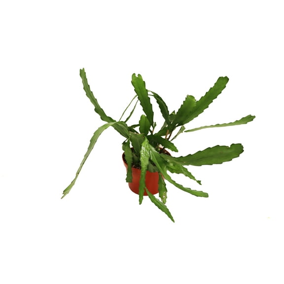 Disocactus Macranthus Golden Orchid - 6'' from California Tropicals