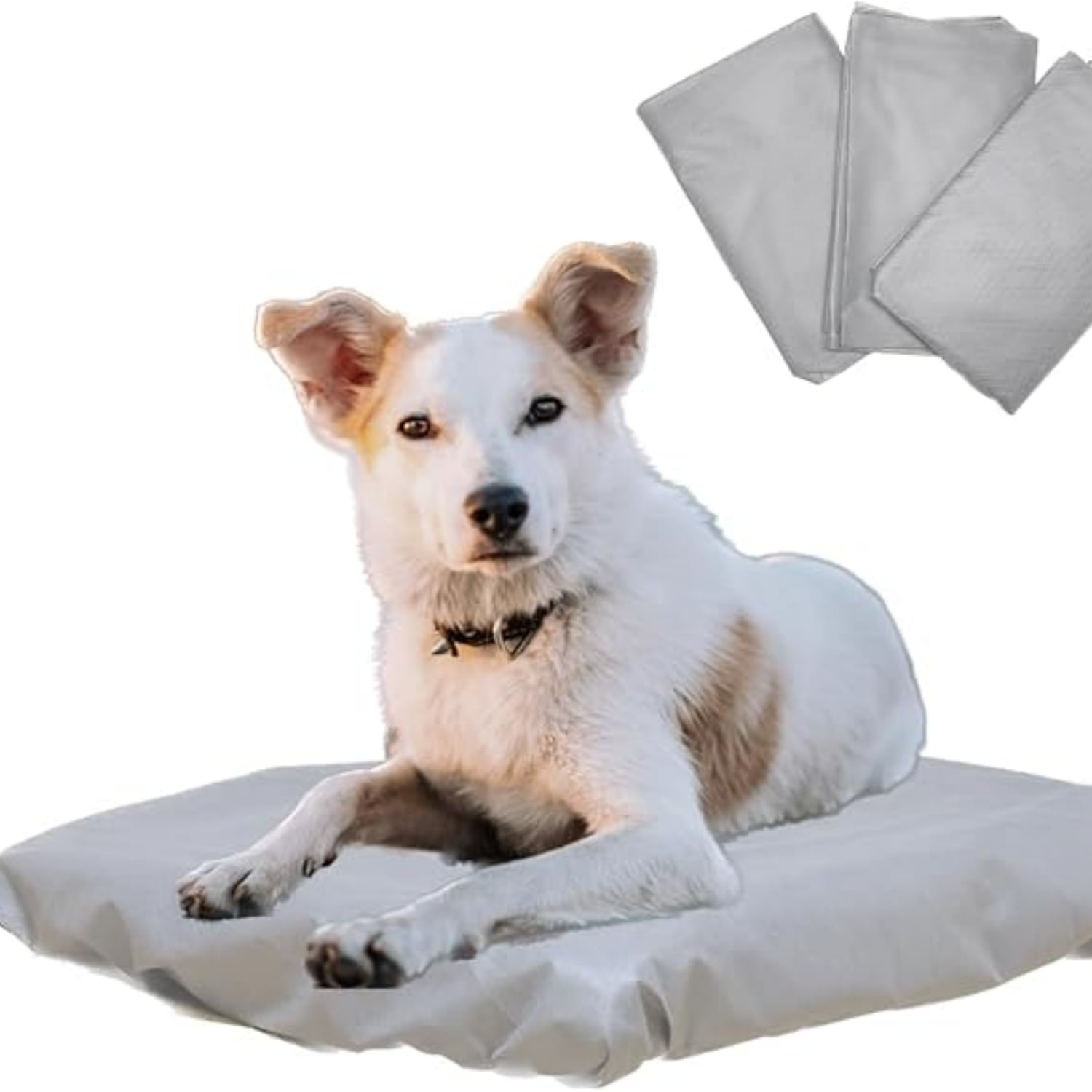 DOG IN BLANKET CDセット cc83-t__93522__22965__67152.