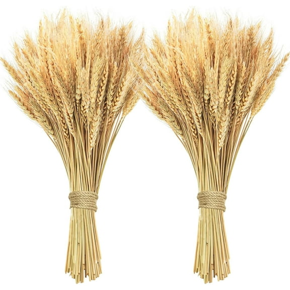 100 Pcs Dried Wheat Stalks,Bexikou 15.7" Natural Wheat Bundle, Dry Flowers Dried Flowers Arrangement for Home Wedding Party Table Centerpieces DIY Design Farmhouse Decor