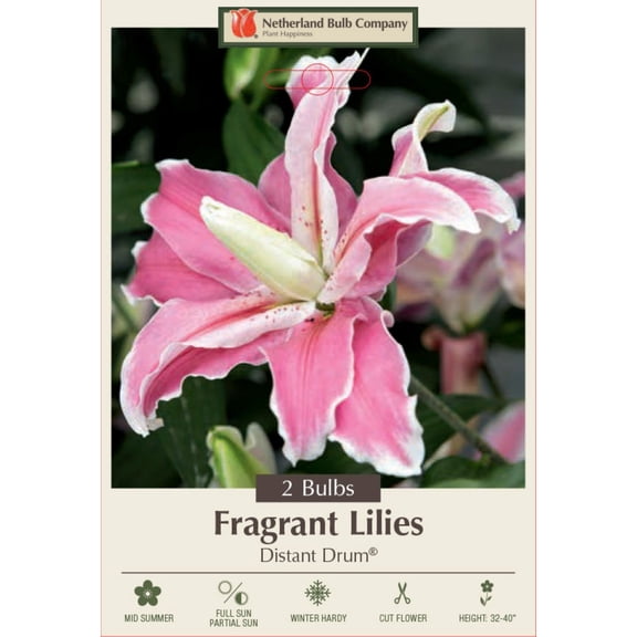 Distant Drum Double Oriental Lily 2 Bulbs 16/18cm - Rose/Pink
