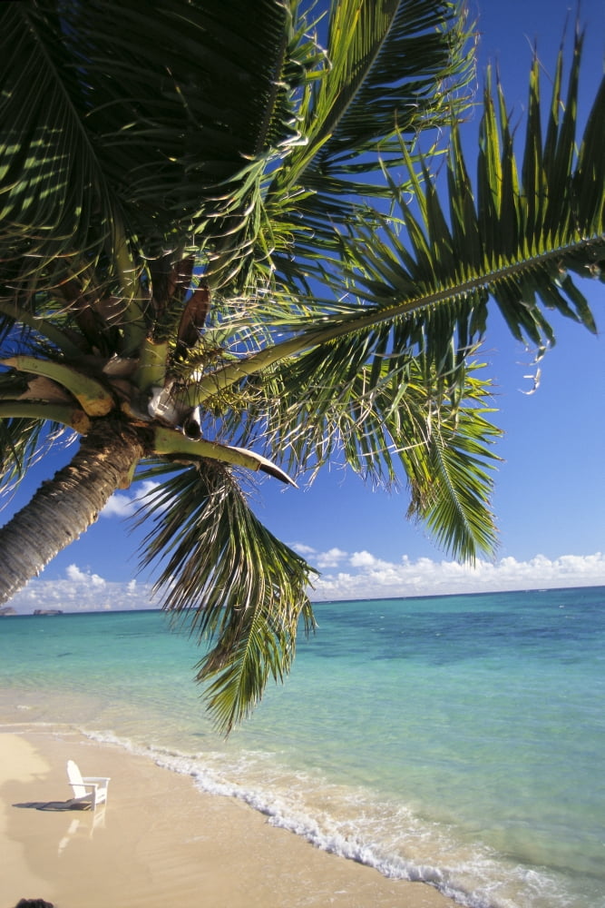 Distant View Of White Beach Chair In Shoreline Waters Palm Tree Foreground C1743 Canvas Art - Dana Edmunds Design Pics (12 x 19)