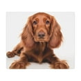 thumbnail image 1 of DistinctInk Mouse Pad - 1/4" Foam Rubber - Irish Setter Puppy, 1 of 4
