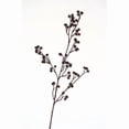 thumbnail image 1 of Distinctive Designs  35 in. Plastic Crown Flower Spray - Chocolate & Brown - Pack of 12, 1 of 1