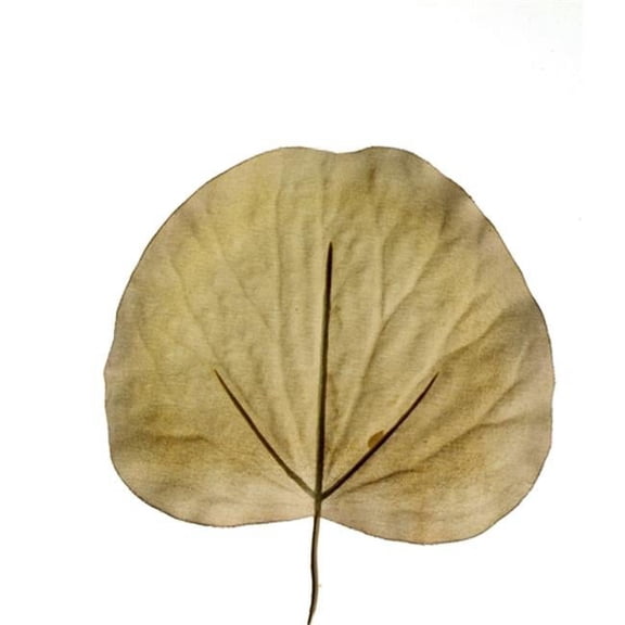 Distinctive Designs DH-484 DIY Foliage 7 in. L Artificial Galax Leaf 1728 per case - Pack of 144