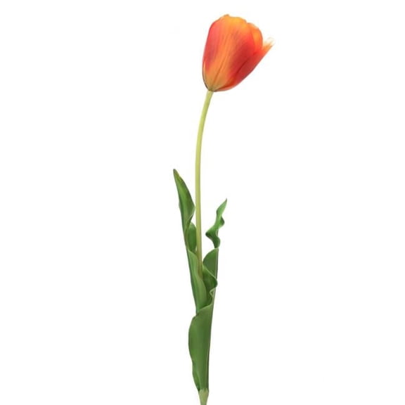 Distinctive Designs DI-747-DKORRD 31' Large Open Tulip