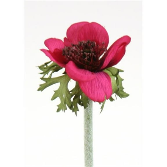 Distinctive Designs DIY Flower Dark Violet Anemone - Pack of 12