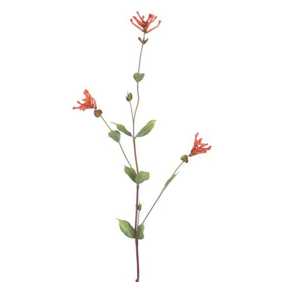 Distinctive Designs DJ-801-BG 37' Finger Bromelliad Plant