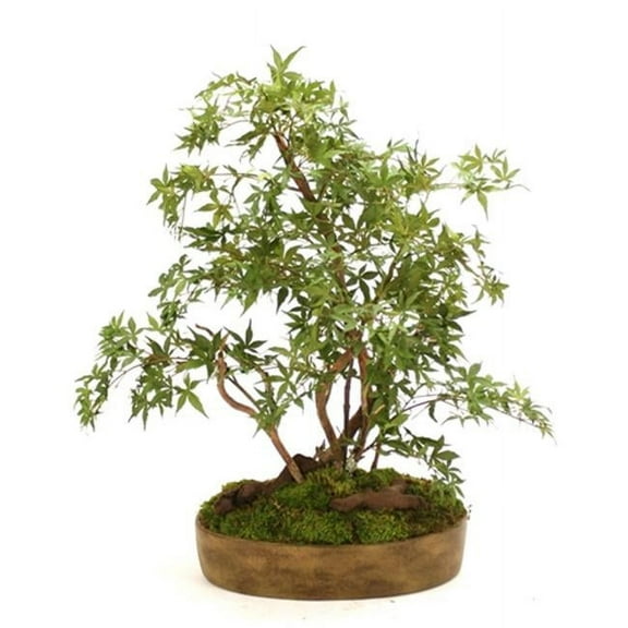 Distinctive Designs International  2893 Silk Japanese Maple Bonsai Tree In Oval Ceramic Tray