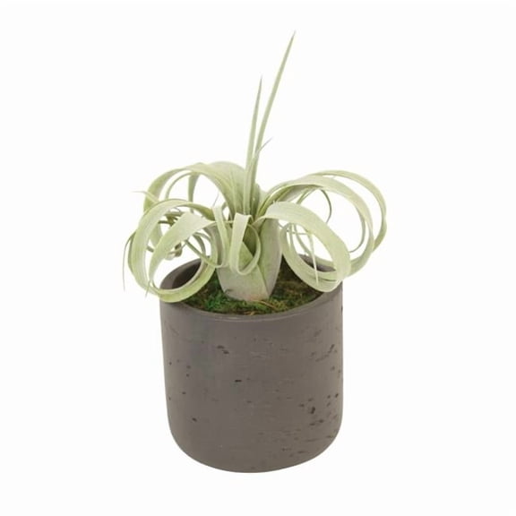 Distinctive Designs 3009 Luxury Artificial Decor Tillandsia Air Plant in Chocolate Pot