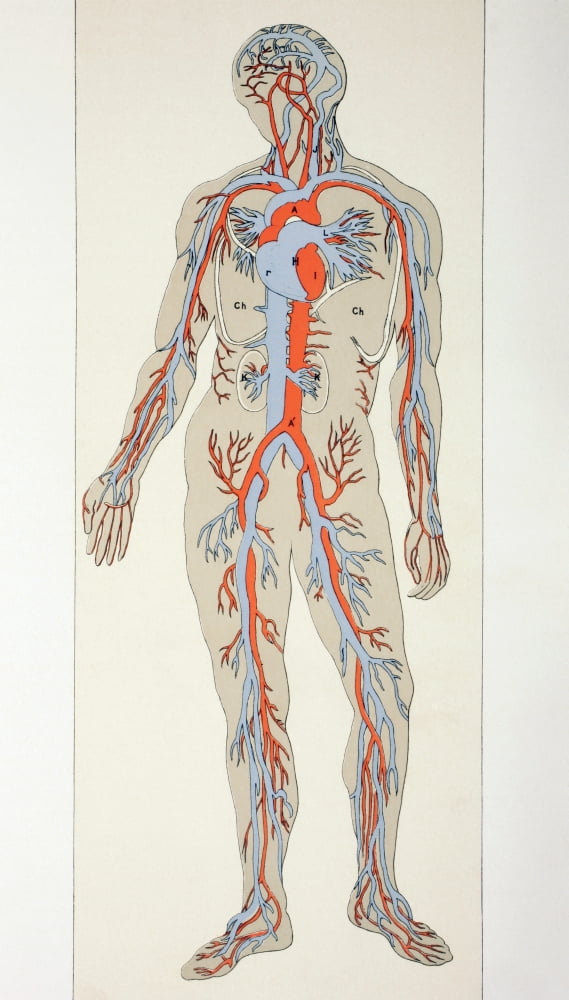 Distribution Of Blood Vessels In The Human Body Arteries Shown In Red Veins In Blue From The Household Physician Published Circa 1890 Canvas Art - Ken Welsh Design Pics (22 x 38)