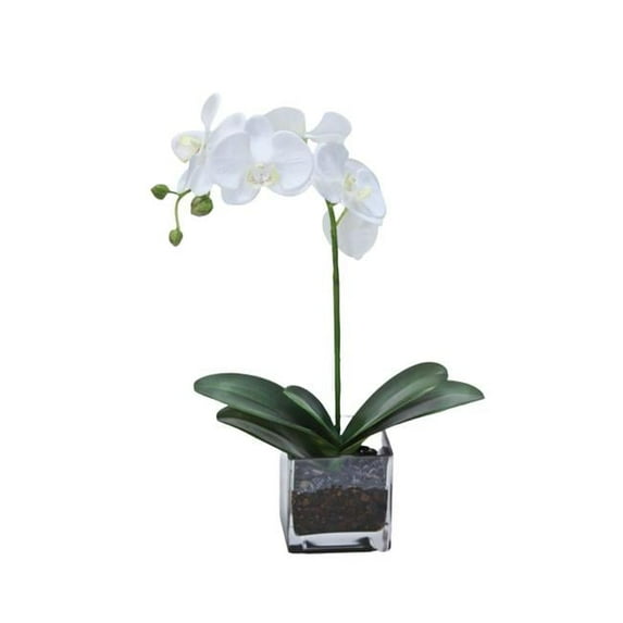 Disttive Designs 17152 Unisex White Phalaenopsis Orchid with Plant in Glass - Green